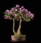 _dsc2380_copy_resize